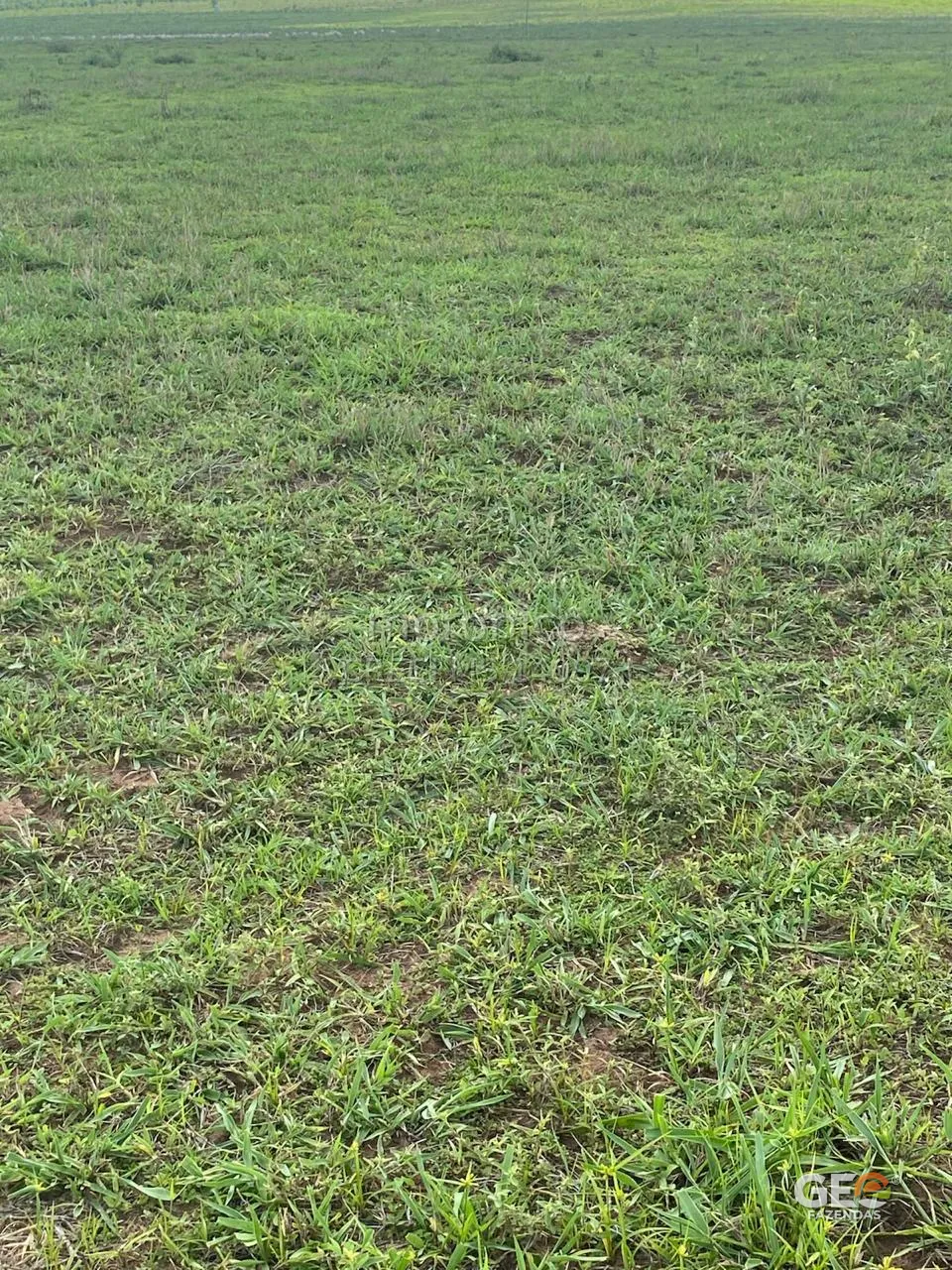 Terreno rural com vegetação rasteira