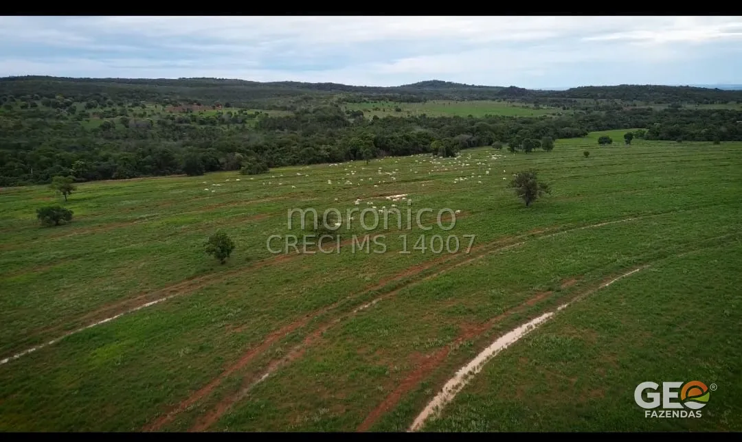 Área de pastagem com rebanho em fazenda