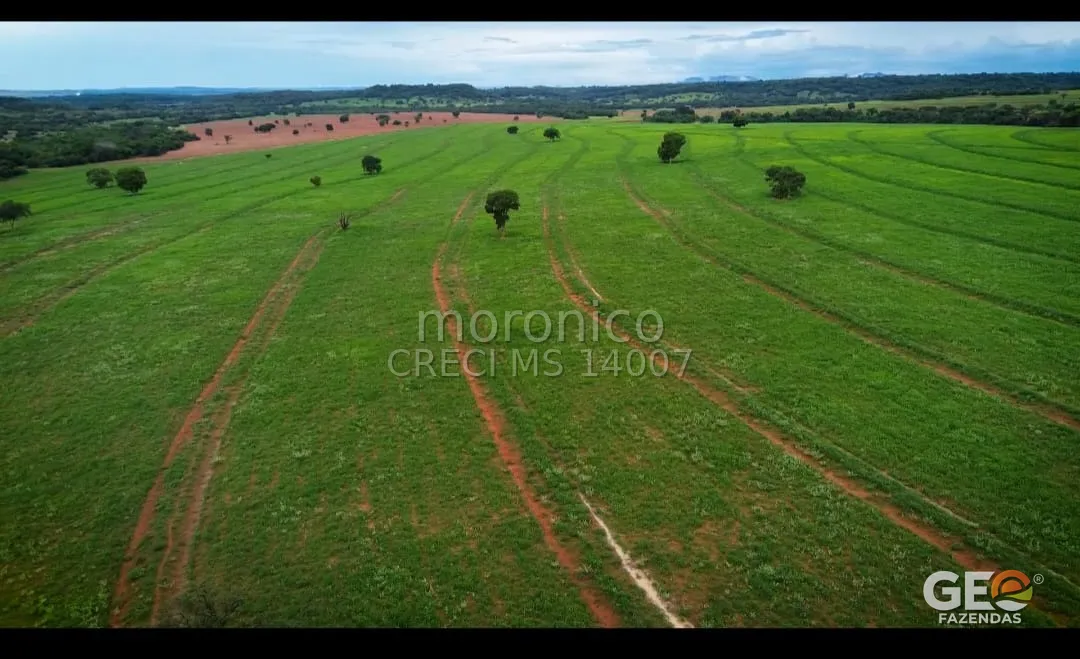 Área de pastagem verde com árvores dispersas