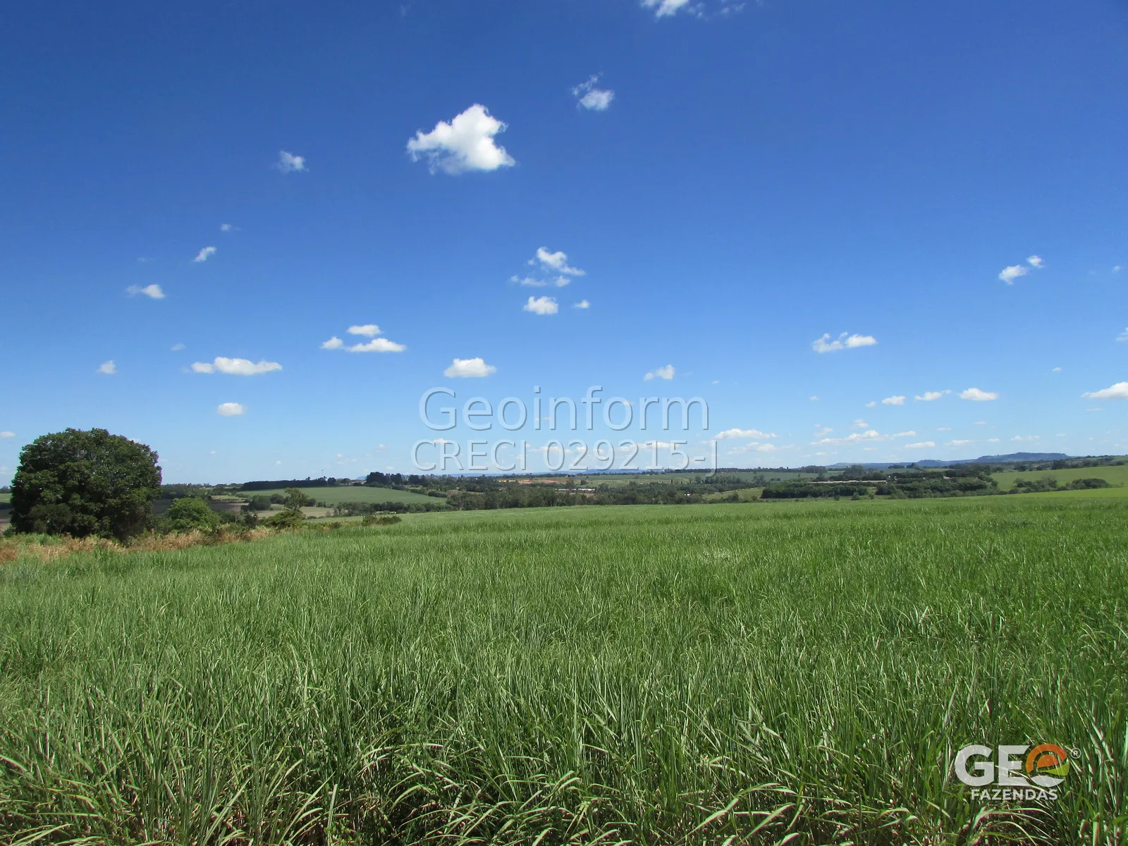 Campo verde com céu azul e poucas nuvens