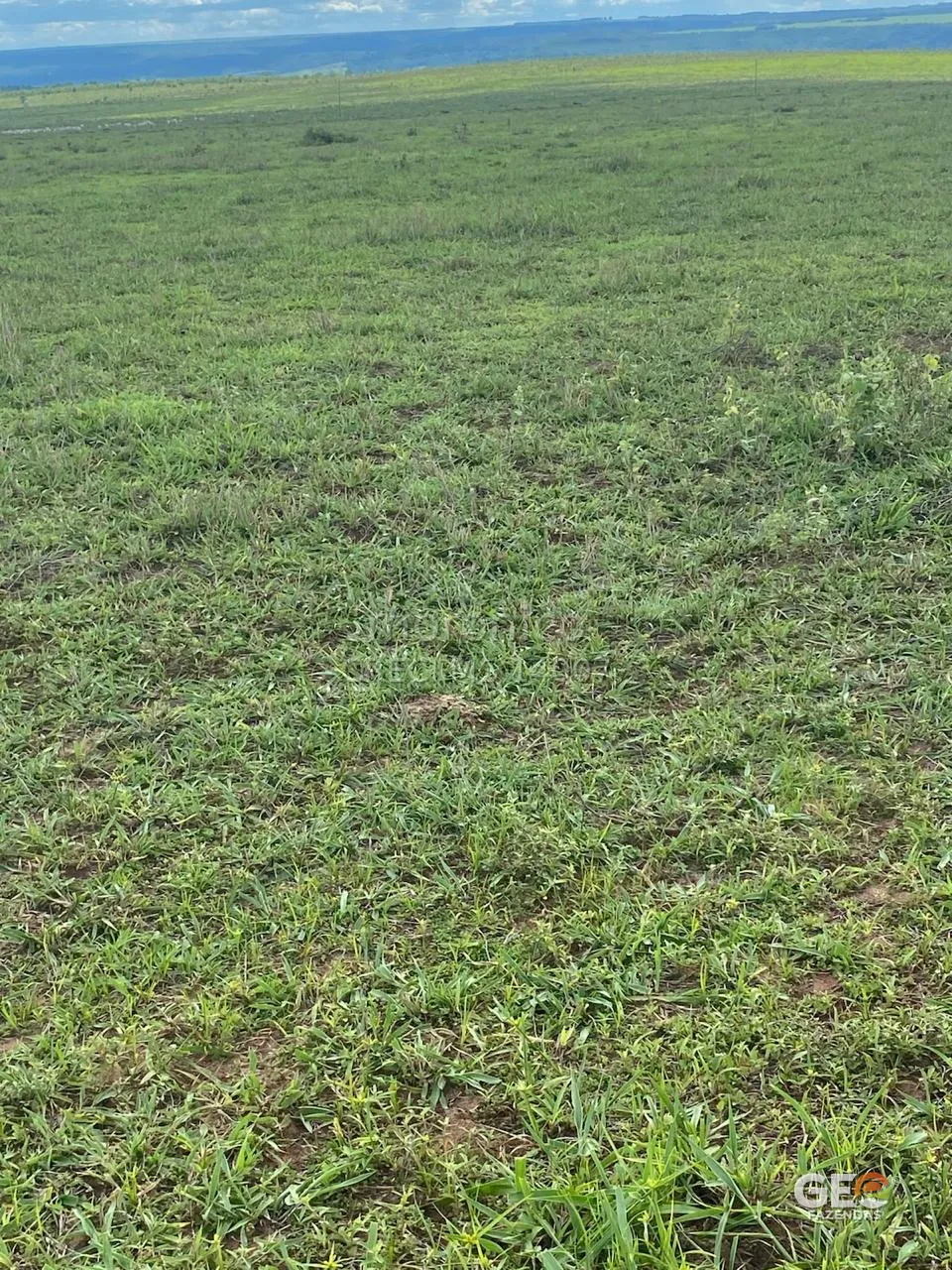 Terreno rural com pastagem verde e horizonte aberto