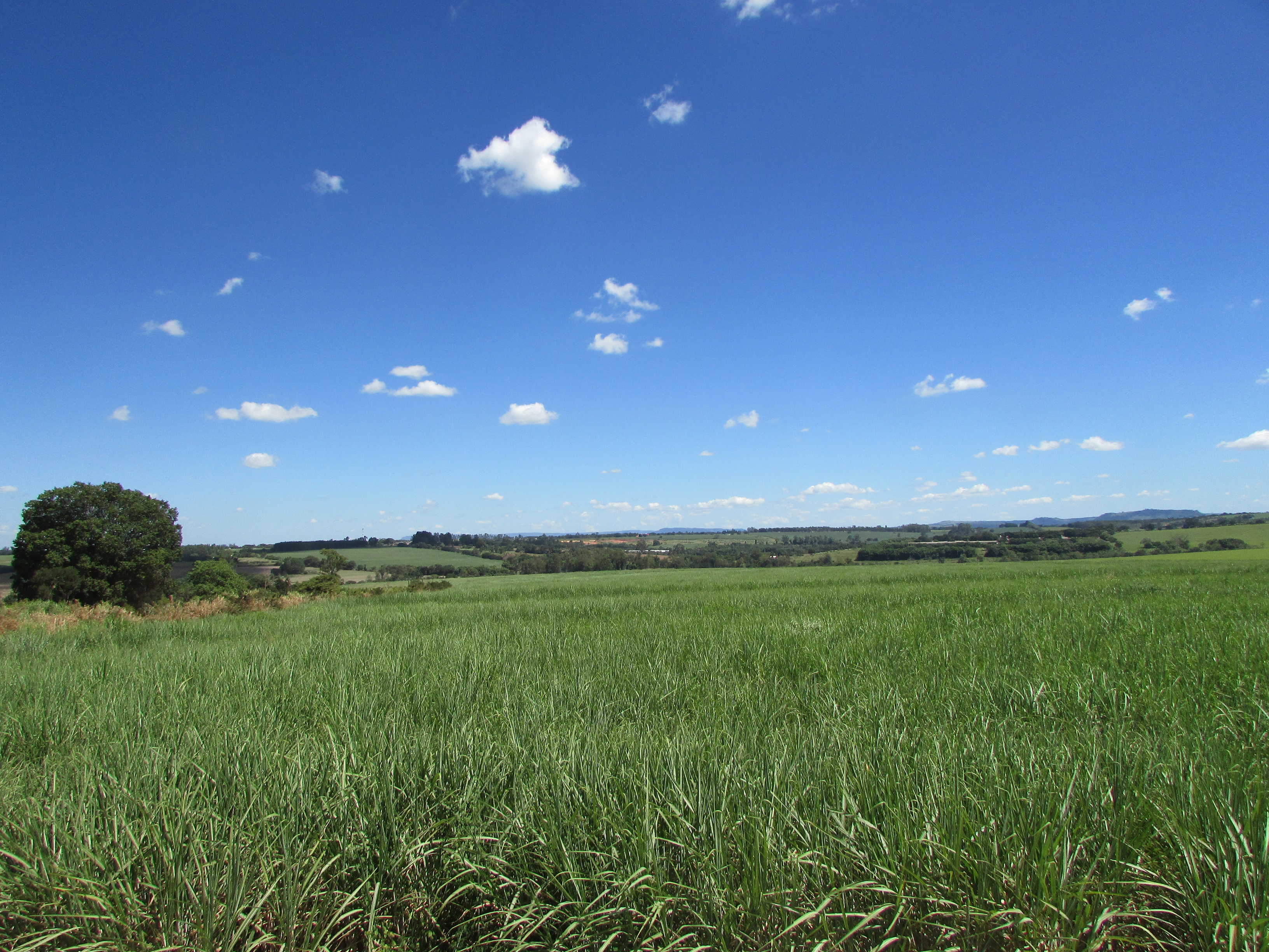 Campo verde com céu azul e poucas nuvens