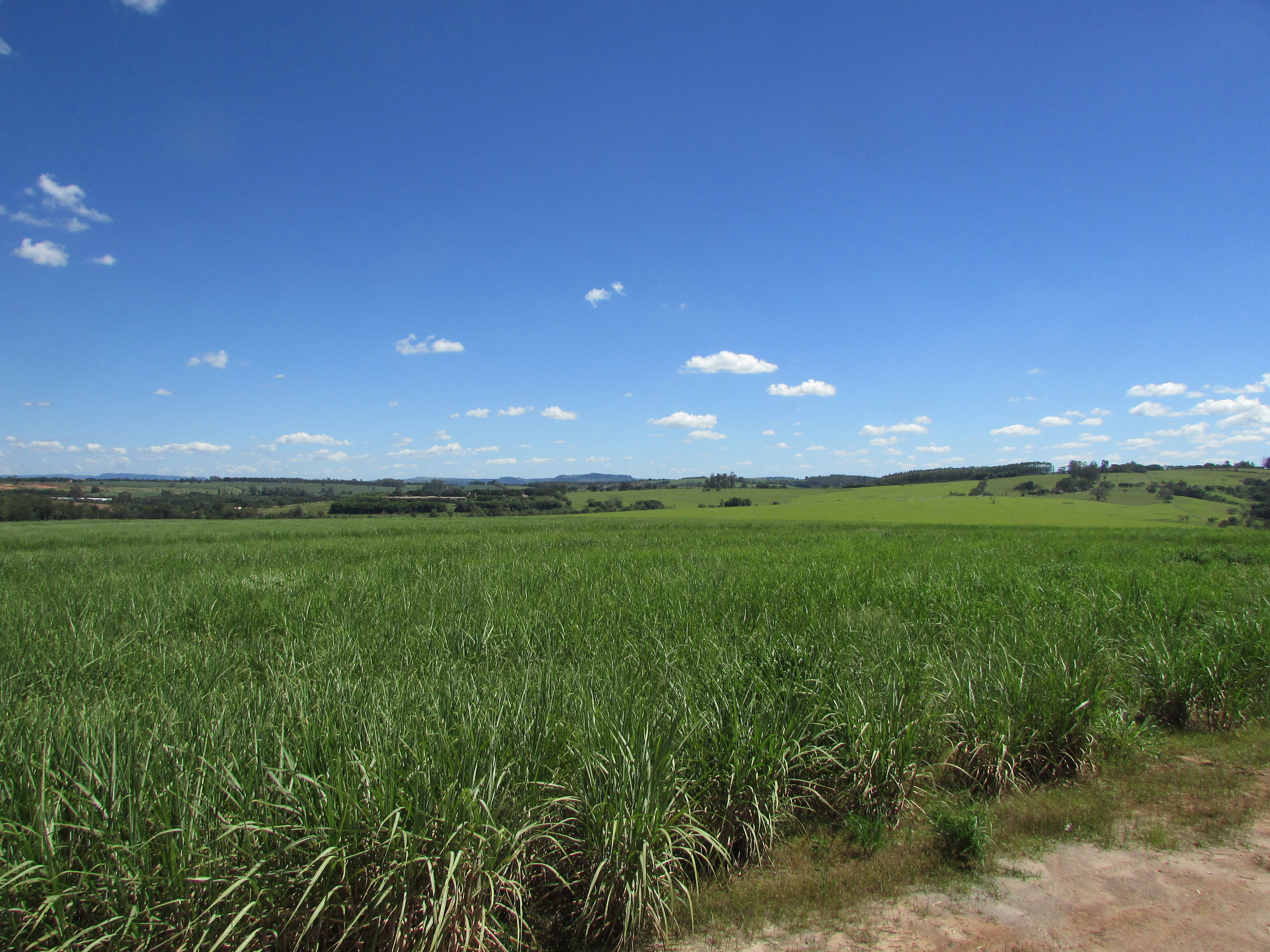 Campo verde com pastagem sob céu azul