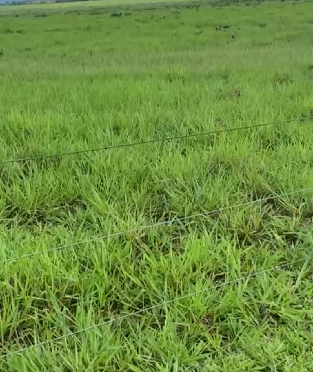 Pastagem verde cercada por arame farpado