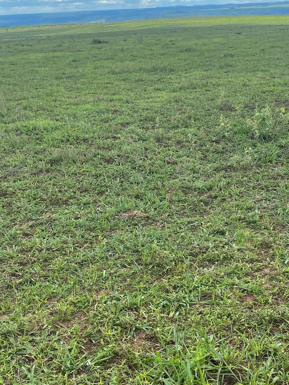 Terreno rural com pastagem verde e horizonte aberto