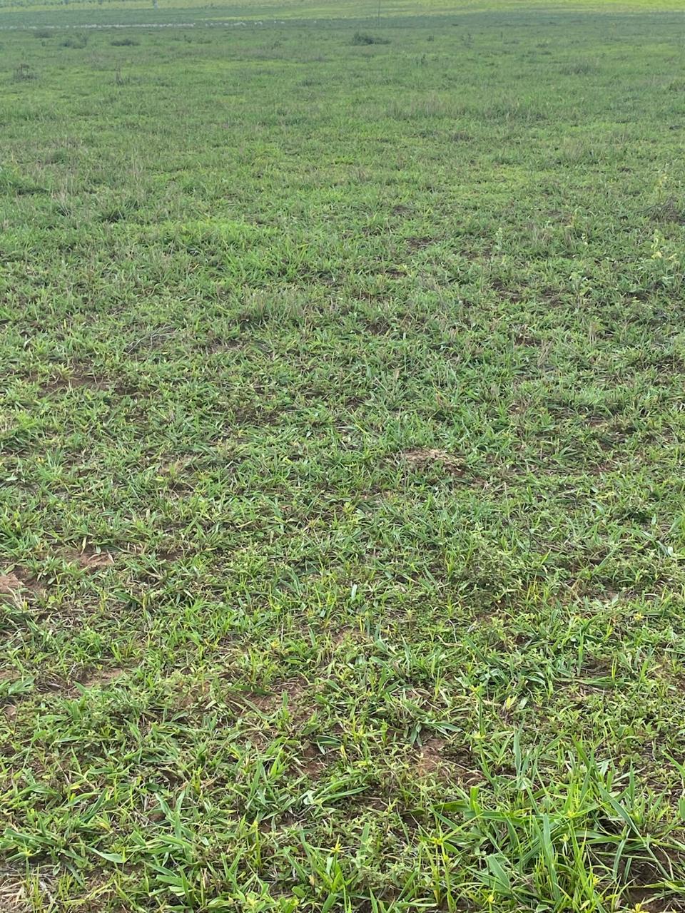 Terreno rural com vegetação rasteira